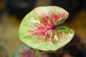 kaladiumblad i kruka bra växt för att dekorera trädgården foto