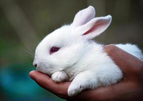 vit kanin