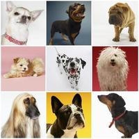 collage av olika husdjur