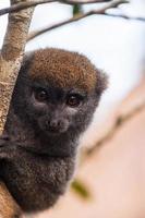lemur i madagaskar foto