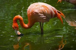rosa flamingo foto