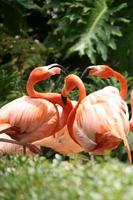 sociala flamingos