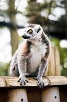 ring-tailed lemur. foto