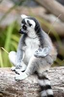 ring-tailed lemur foto