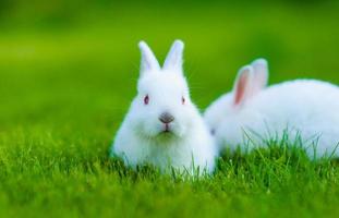 rolig vit vit kanin i gräs foto