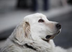 huvudsidan av den stora vita hunden foto