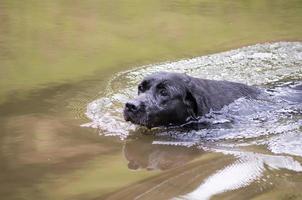 svart labrador simning foto