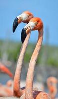 amerikansk flamingo.