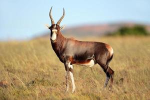 blesbok antilop foto