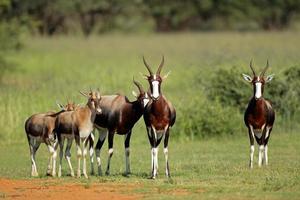 bontebok antiloper foto