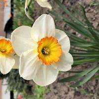 makro foto vita narcisser blommor