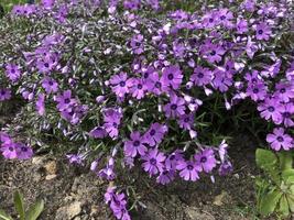 makrofoto blommande vårvioletta blommor foto