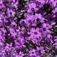 makrofoto blommande vårvioletta blommor foto