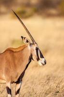 porträtt av en gemsbokantilope (oryx gazella) i öknen, afrika foto