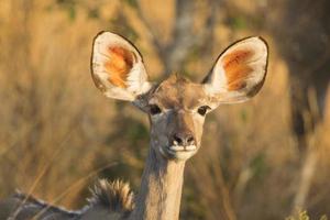 kvinnlig större kudu (tragelaphus strepsiceros) porträtt