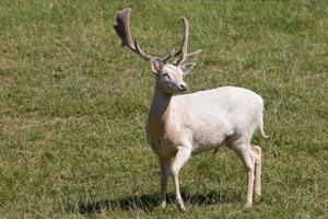 dovhjort av manliga albino som står i solskenet foto