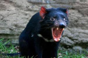 tasmansk djävul foto