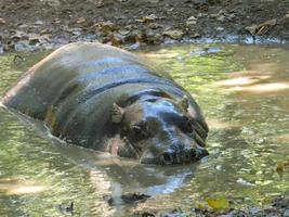 pygmy flodhäst i lerigt vatten foto