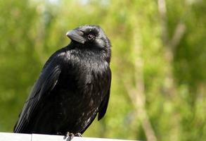 svart fågel