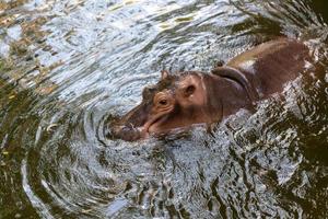 flodhäst som simmar i vatten