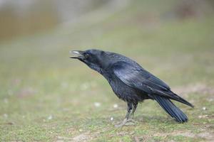 carrion crow, corvus corone