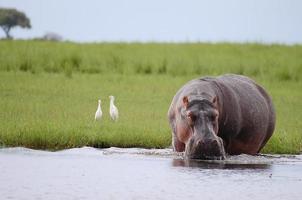 Chobe nationalpark - Botswana