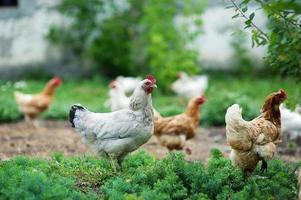 kyckling i gräs på en gård foto