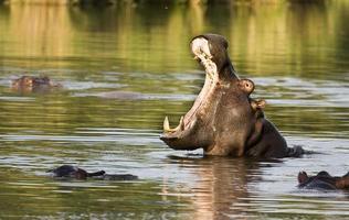 vild flodhäst som gäspar i floden, Kruger Park foto