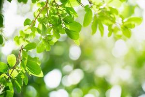 vacker naturvy gröna löv på suddig grön bakgrund under solljus med bokeh och kopieringsutrymme med som bakgrund naturliga växter landskap, ekologi tapet koncept. foto