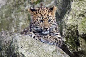 amur leopard cub foto