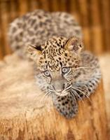 leopard cub porträtt (xxxl) foto