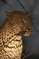 leopard på natten foto