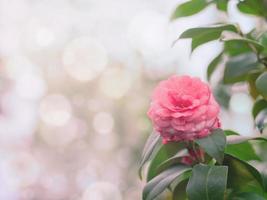 vacker blomma bakgrund foto