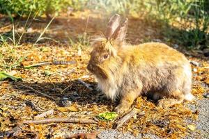 härlig lurvig söt kanin, kanin på ängen vacker vårscen, tittar på något medan du sitter på grönt gräs över naturbakgrund. foto