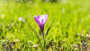 den enda lila krokusblomman i droppar av lätt sommarregn, lång bred banderoll foto