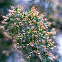 vacker blomma bakgrund foto