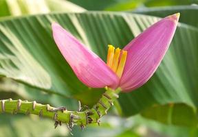 små bananblomstjälkar böjs. foto