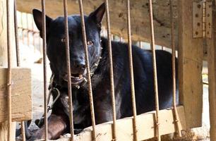 svart hund lämnades kvar i buren. foto