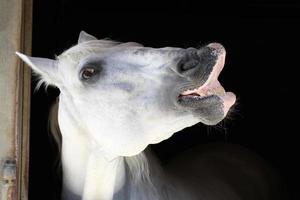 vit häst foto