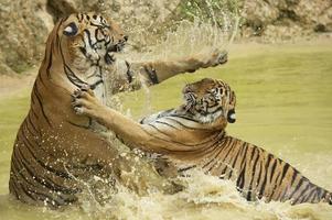 vuxna indokinesiska tigrar slåss i vattnet.