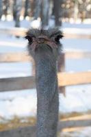 porträtt av en leende struts i en vinter park.ostrich farm. foto