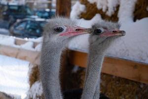 porträtt av en leende struts i en vinter park.ostrich farm. foto