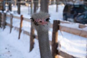 porträtt av en leende struts i en vinter park.ostrich farm. foto