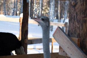 porträtt av en leende struts i en vinter park.ostrich farm. foto