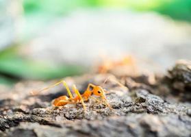 myra i den lilla världen foto