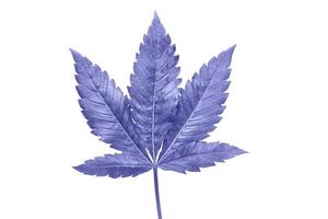 cannabis blad på en vit bakgrund isolerad. medicinska marijuanablad av sorten jack herer är en hybrid av sativa och indica. foto