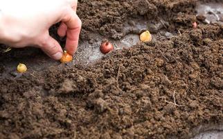 handen planterar lökarna i marken i trädgården. våren, trädgårdsväxter, arbete på en tomt, landskapsarkitektur, trädgårdsarbete, odling av blommor, fruktgrödor. kopieringsutrymme foto