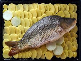 rå karp, hel fisk med skivad potatis på bricka på blå bakgrund. traditionell europeisk maträtt foto