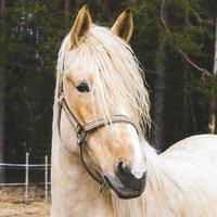 porträtt av vacker häst foto