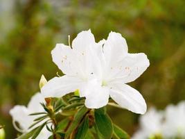 vacker blomma bakgrund foto